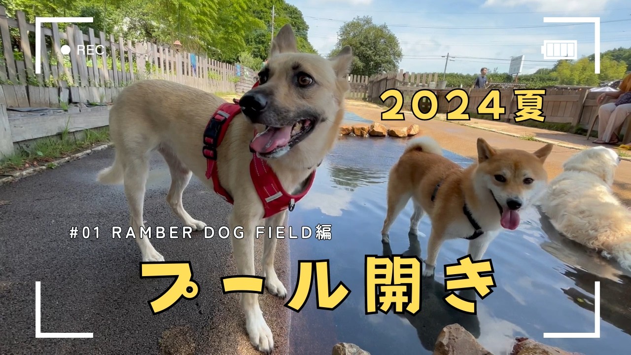 【ドッグプール】今年初めてのドッグプールに挑戦！#RAMBERDOGFIELD #多頭飼い #ドッグラン #ドッグプール #ランバードッグフィールド #犬かき