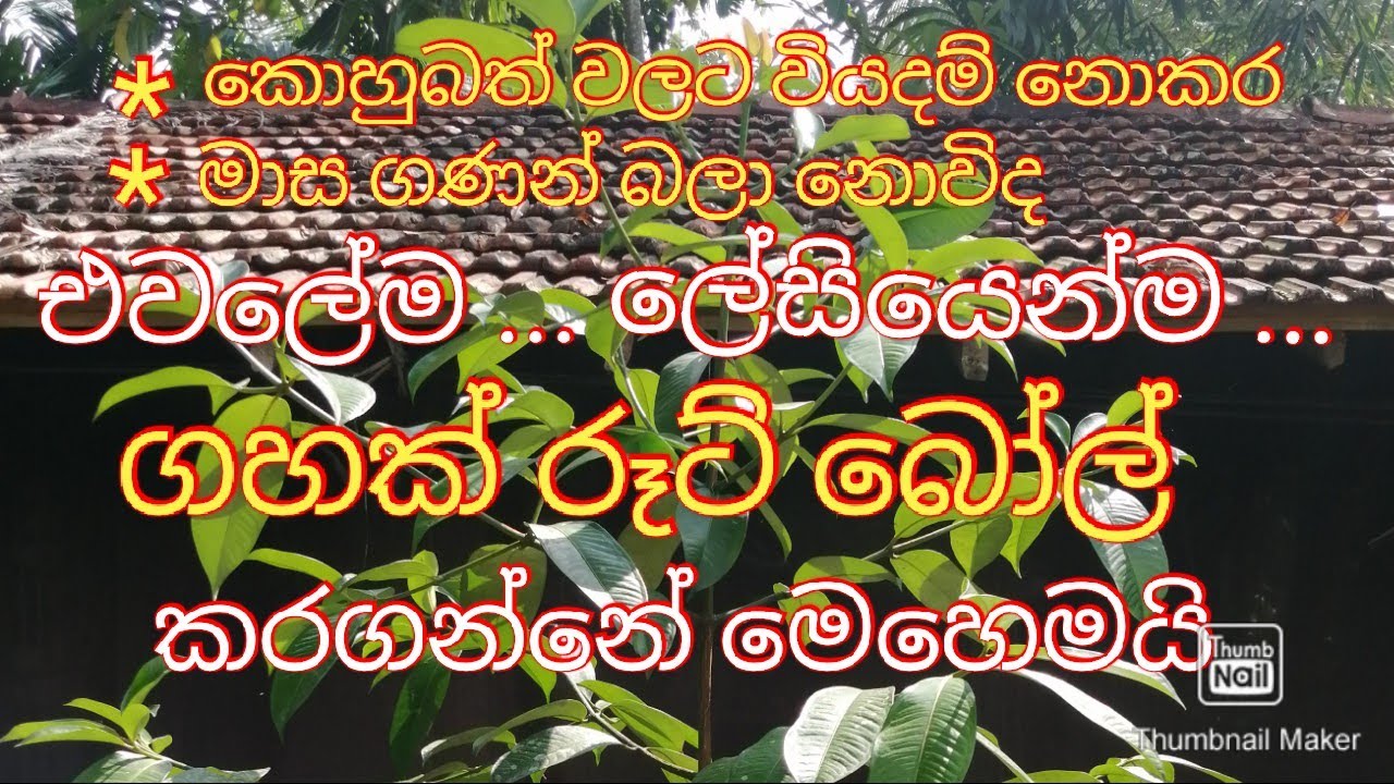 ගහක් රූට් බෝල් කරගැනිම / gahak root ball karagenima/ Make a tree root ball