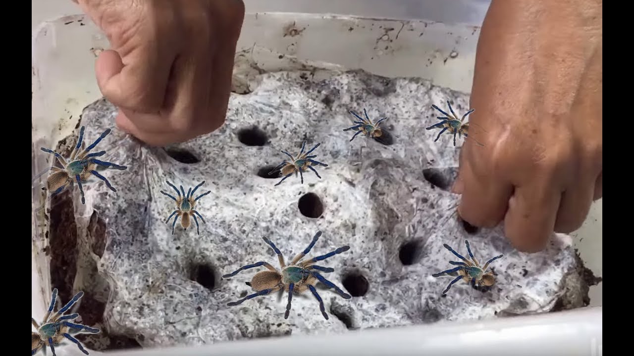 Bongkar sarang laba laba biru, ratusan ekor dalam 1 kandang