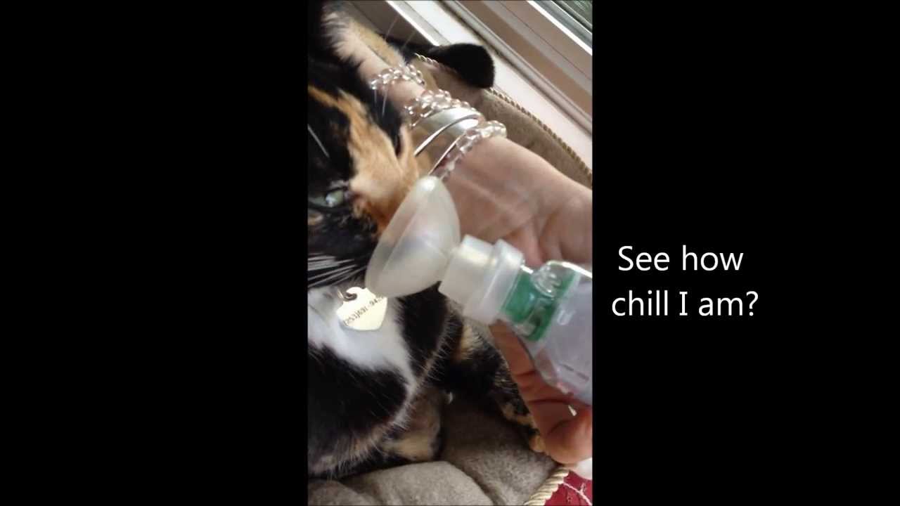 Aerokat Inhaler Training Video