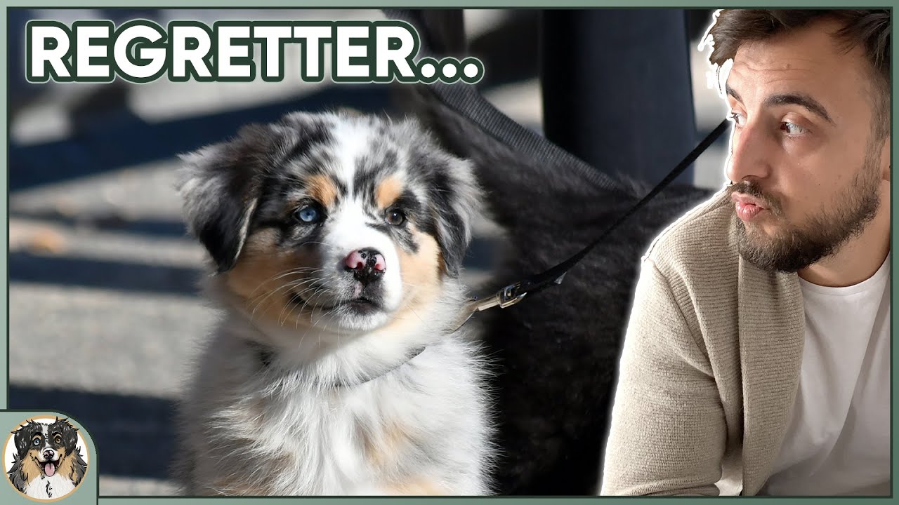 REGRETTER l'arrivée de son chiot : tu n'es, ni seul, ni un monstre !