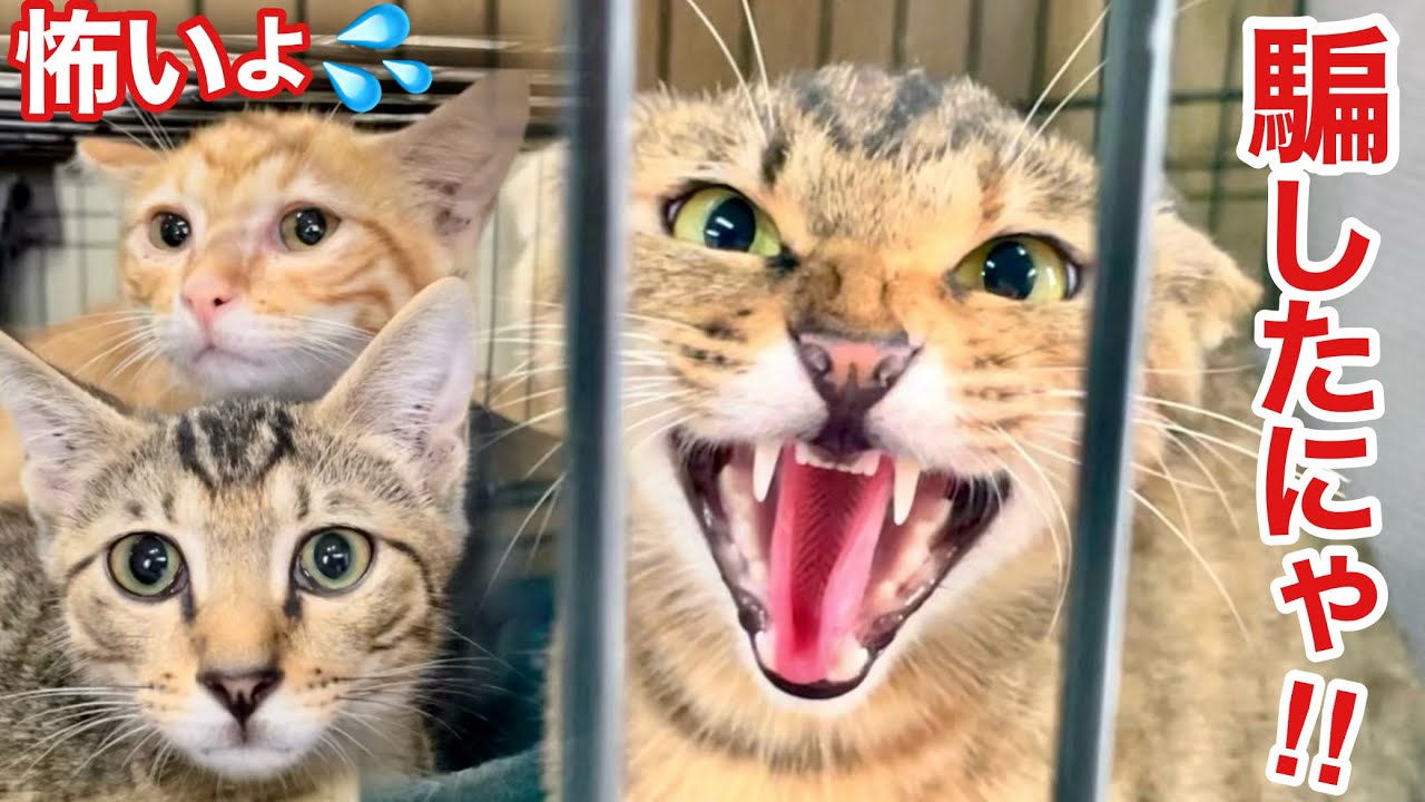 【親子猫保護】失敗は許されない‼︎３匹の運命がかかった捕獲の瞬間‥‼︎