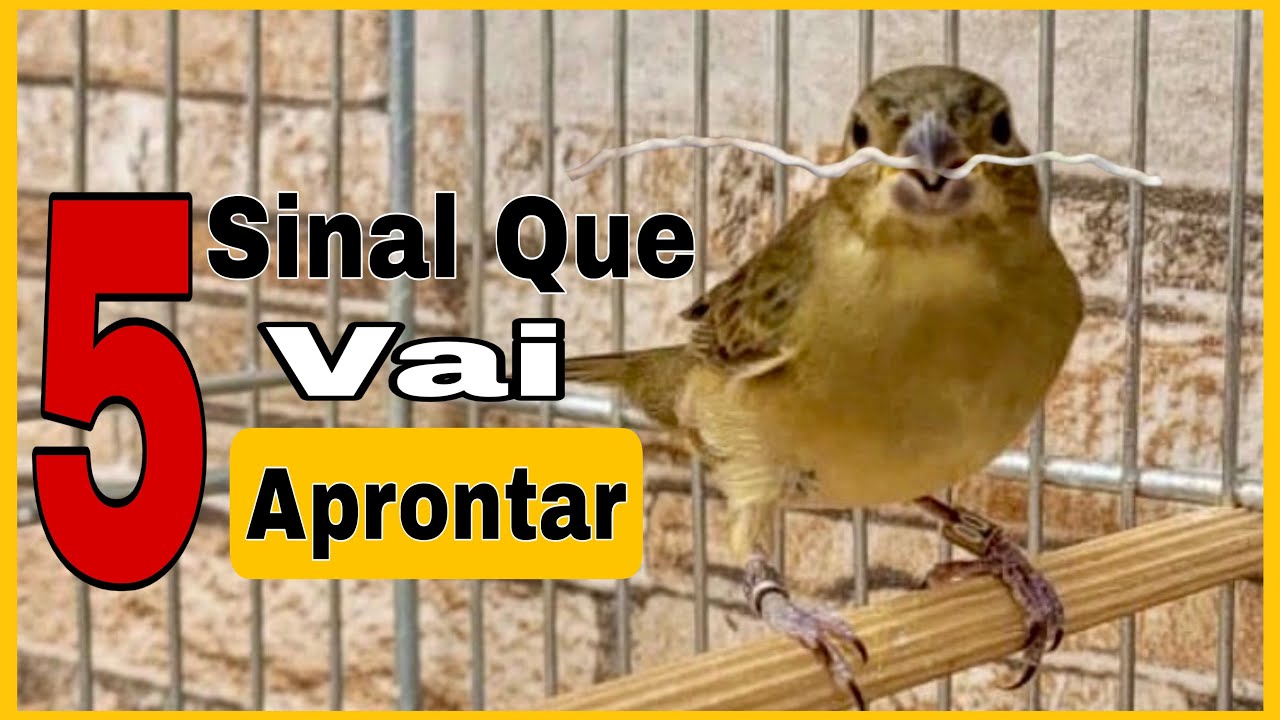 A Fêmea Está Aprontando? 🕊️ Saiba Identificar os Sinais Certos