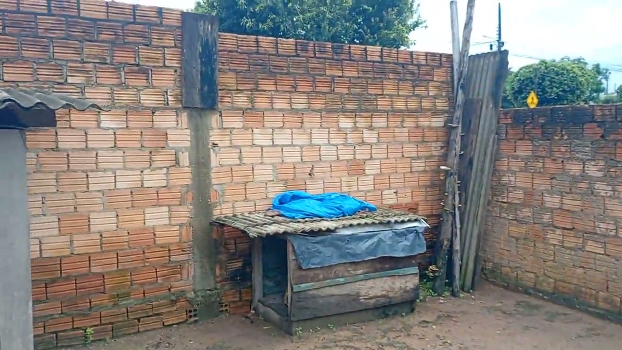 Bom dia galera aparece aqui de novo hoje é domingo primeiro de março mostrando minha roça #roçalife 