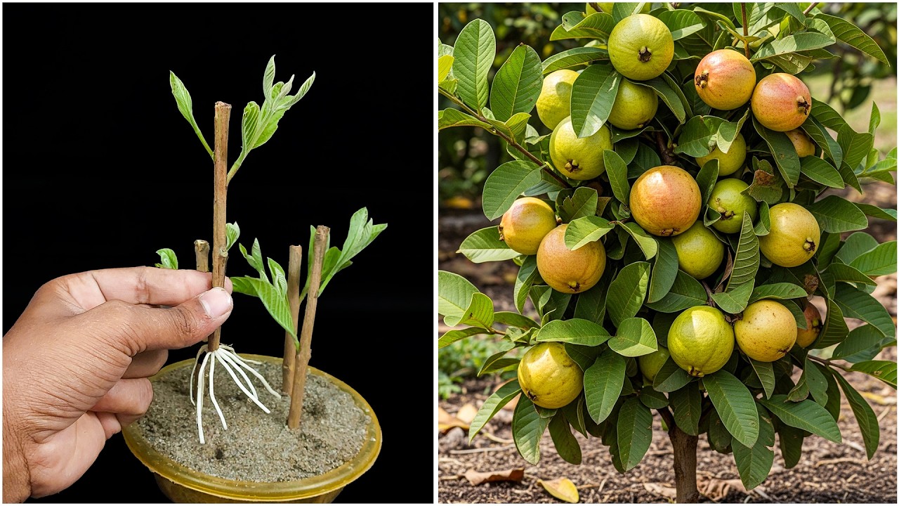 Try this easy method for growing guava plant | Easy method that works fast