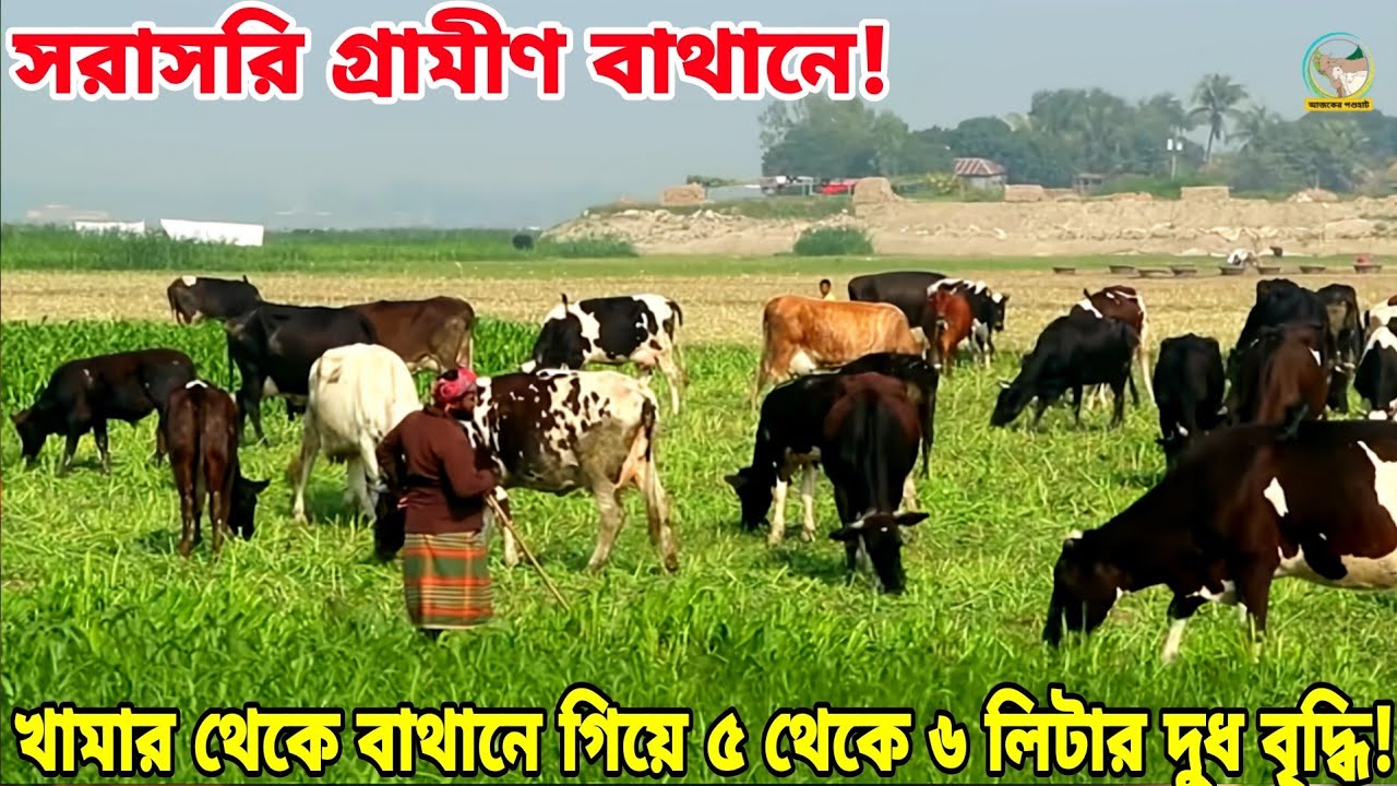 খামার থেকে বাথানে গিয়ে গরুর কি কি পরিবর্তন হয়েছে তা নিয়ে বিস্তারিত কথা হলো প্রান্তিক খামারির সঙ্গে! 