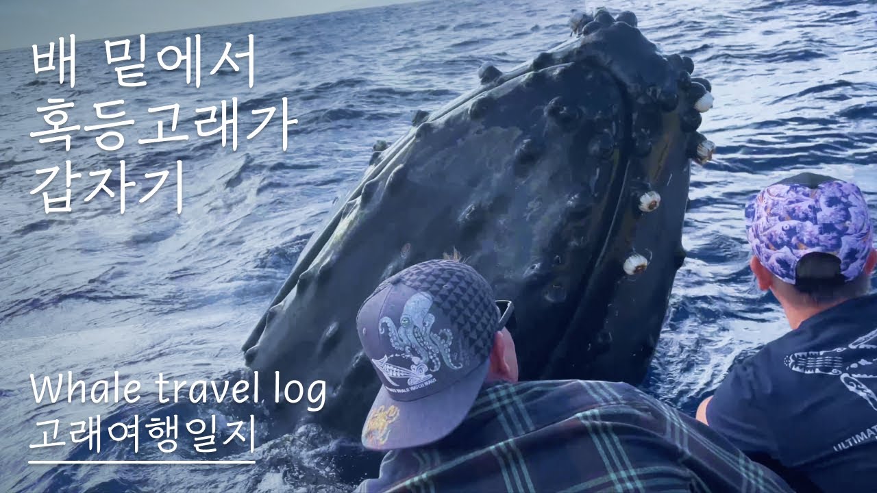 [고래여행일지] 고래와 나 사이의 간격 50센치, 하와이 마우이 혹등고래
