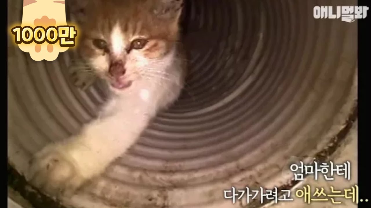 Спасение маленького котенка от стока