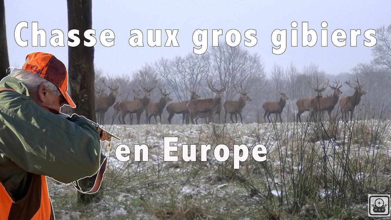 Chasse aux grands gibiers en Europe