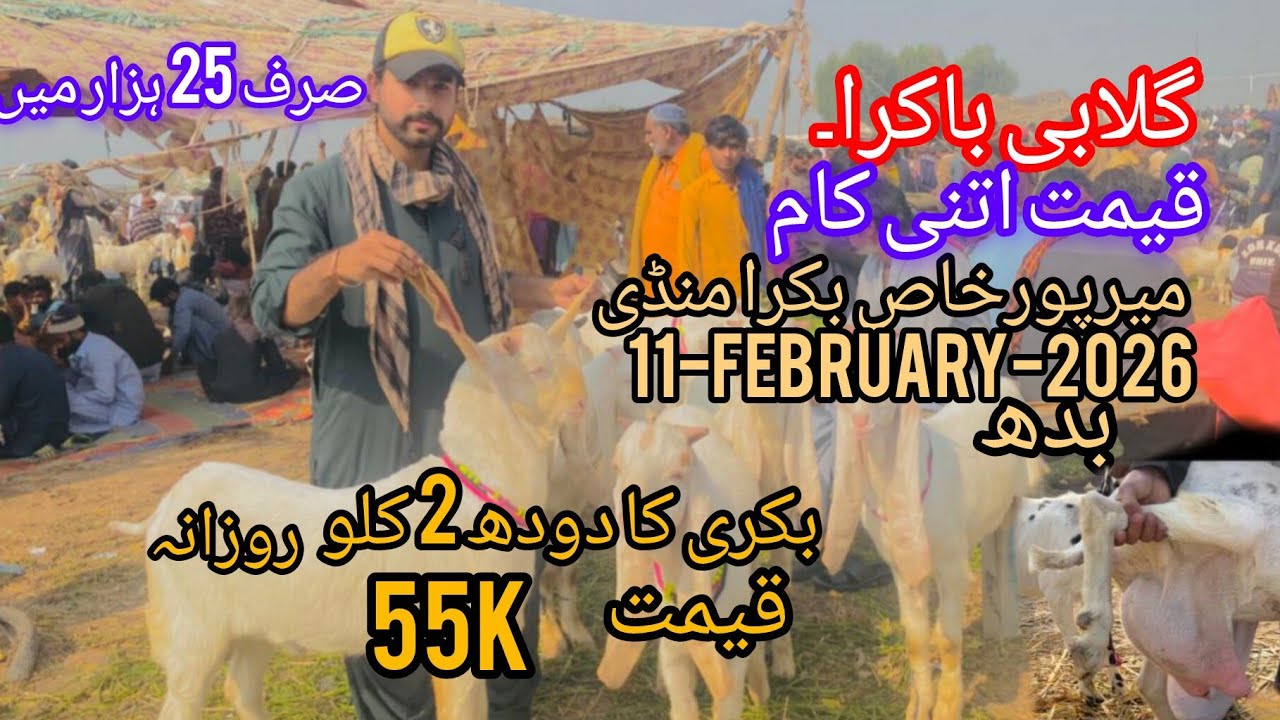 Bakra Mandi mirpurkhas Latest update 11 February 2026😱) bakra Mandi 2026 ❤️