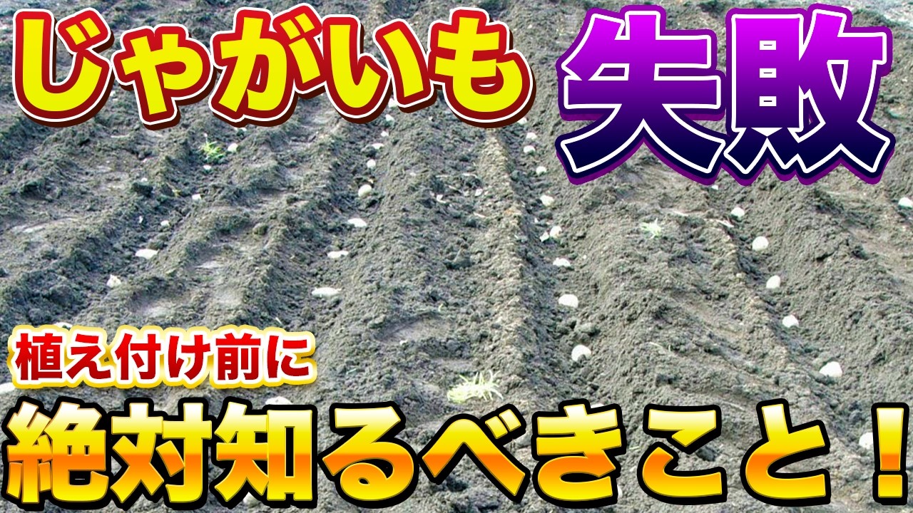 【失敗する人9割】じゃがいも植え付けの落とし穴を全部教えます！肥料の選び方、植え付け深さ、種芋の切り方、NG行為など！