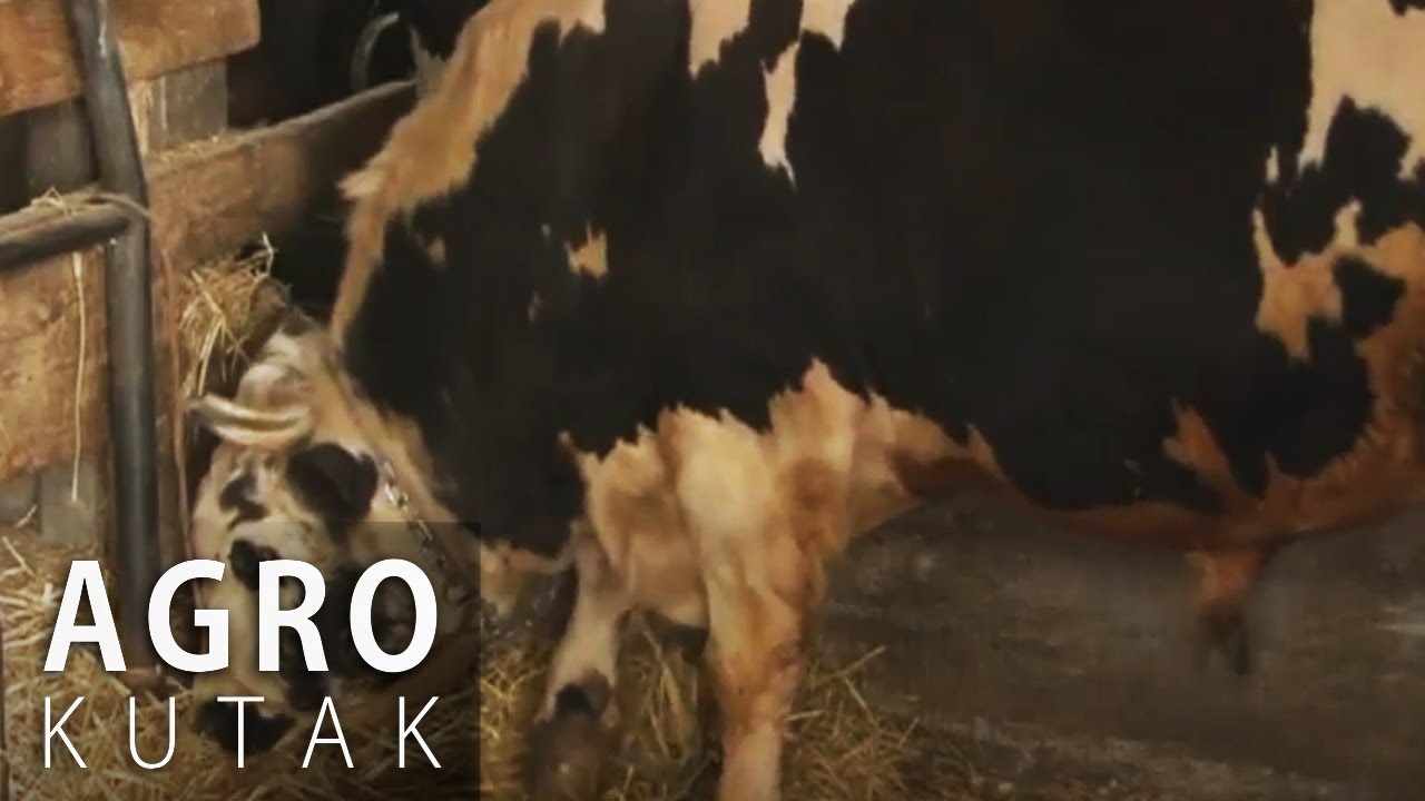 Agro Kutak 1 - Mlijeko