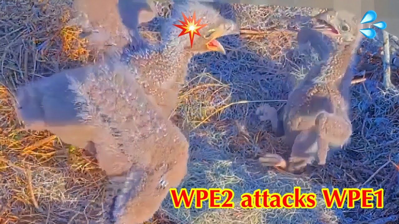 #161🦅🐥25°🐥20°／Winter Park Eagle Nest 2026／Against All Odds:One-Eyed Mom／by Winter Park Eagle Cam