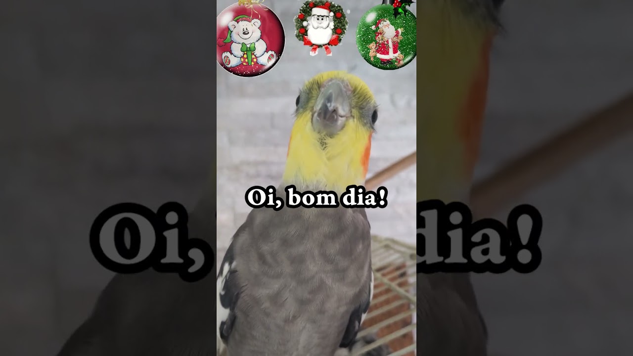 Calopsita falando oi, bom dia | ENSINE A SUA AVE A FALAR
