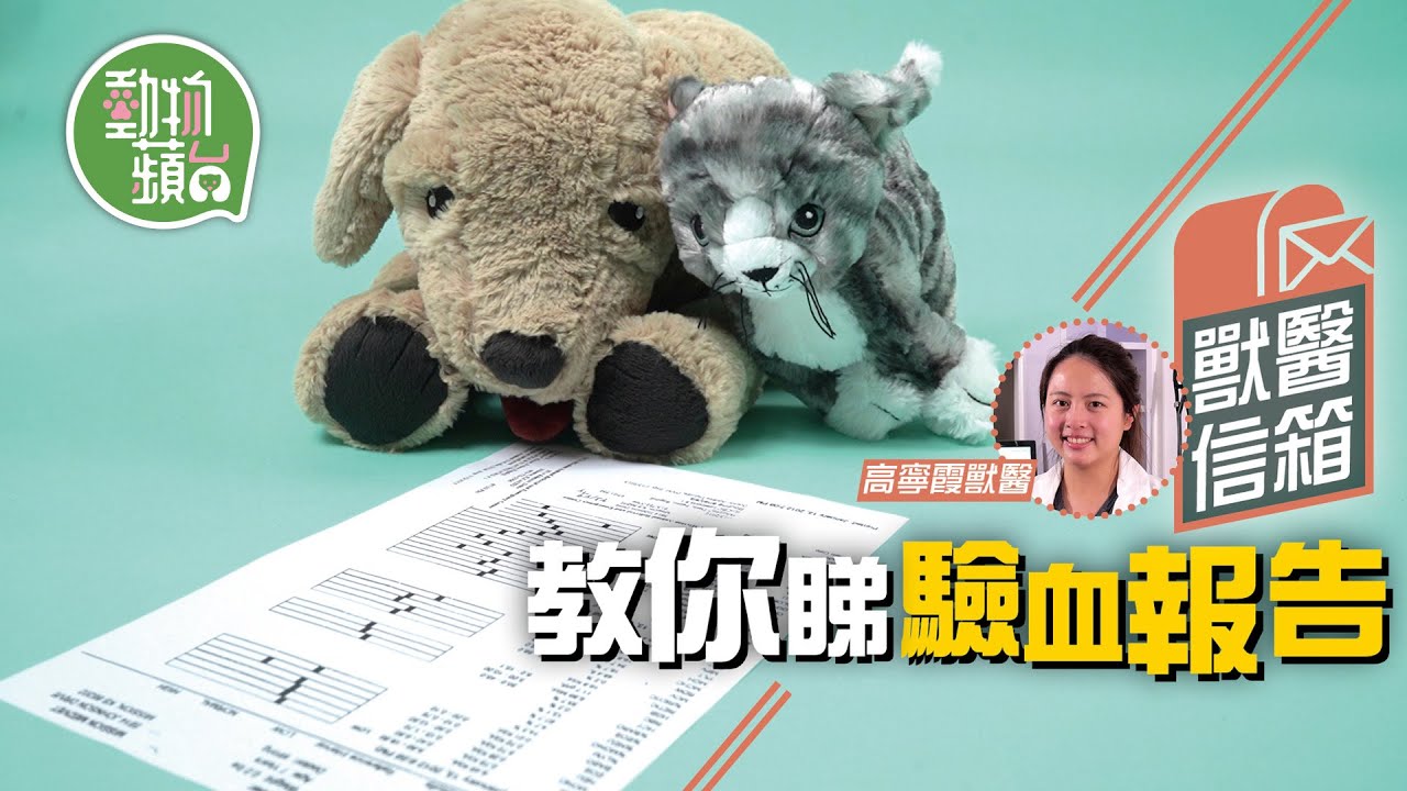 獸醫教你分睇貓貓狗狗驗血報告！分清唔同指數 alkp alt bun代表乜？#動物蘋台 #獸醫信箱─果籽 香港 Apple Daily─原刊日期：20210306