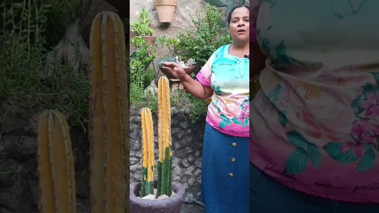 🌵 COMO &Eacute; FEITA A REGA DOS CACTOS?
