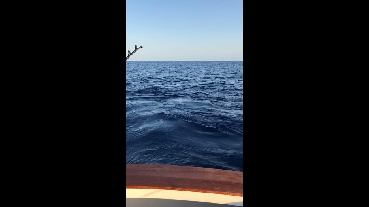 Black Marlin Fishing Cairns Australia with Adrenaline Charters.