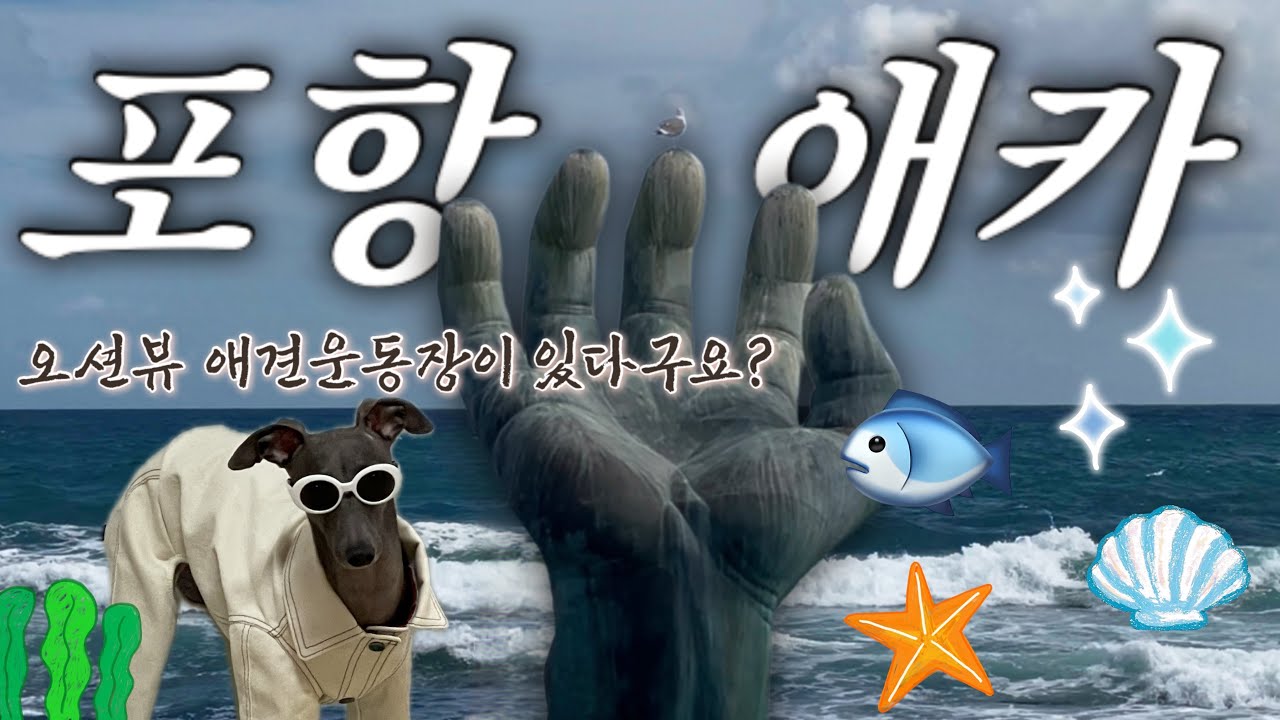 포항 애견동반 여행 계획중이시라면? 여기 꼭 가보세요! 🦭🪸