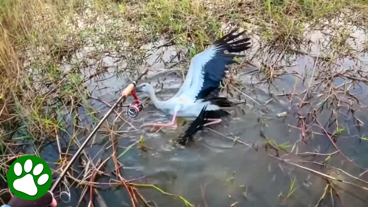 Bird Stuck in a Swamp Gets Help From Kind Fisherman ❤️ 👏🏼