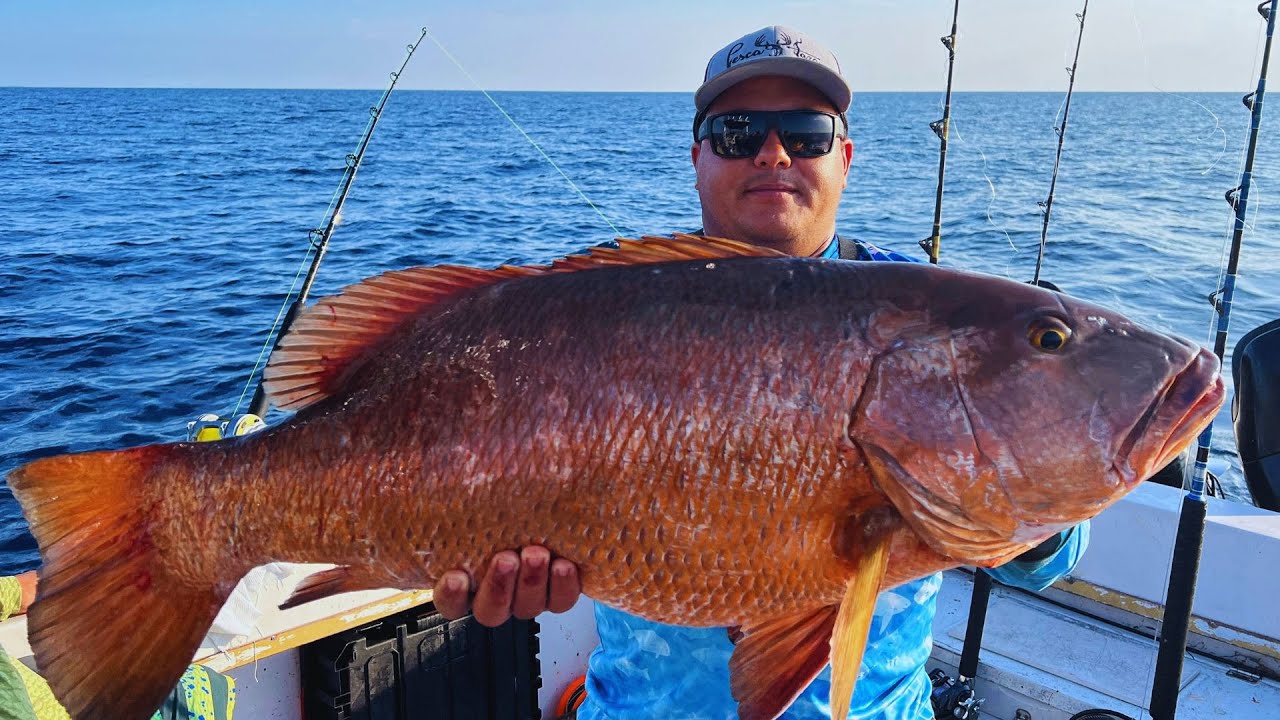 Salio un Cubera Gigante ! Como pescar Pargos.