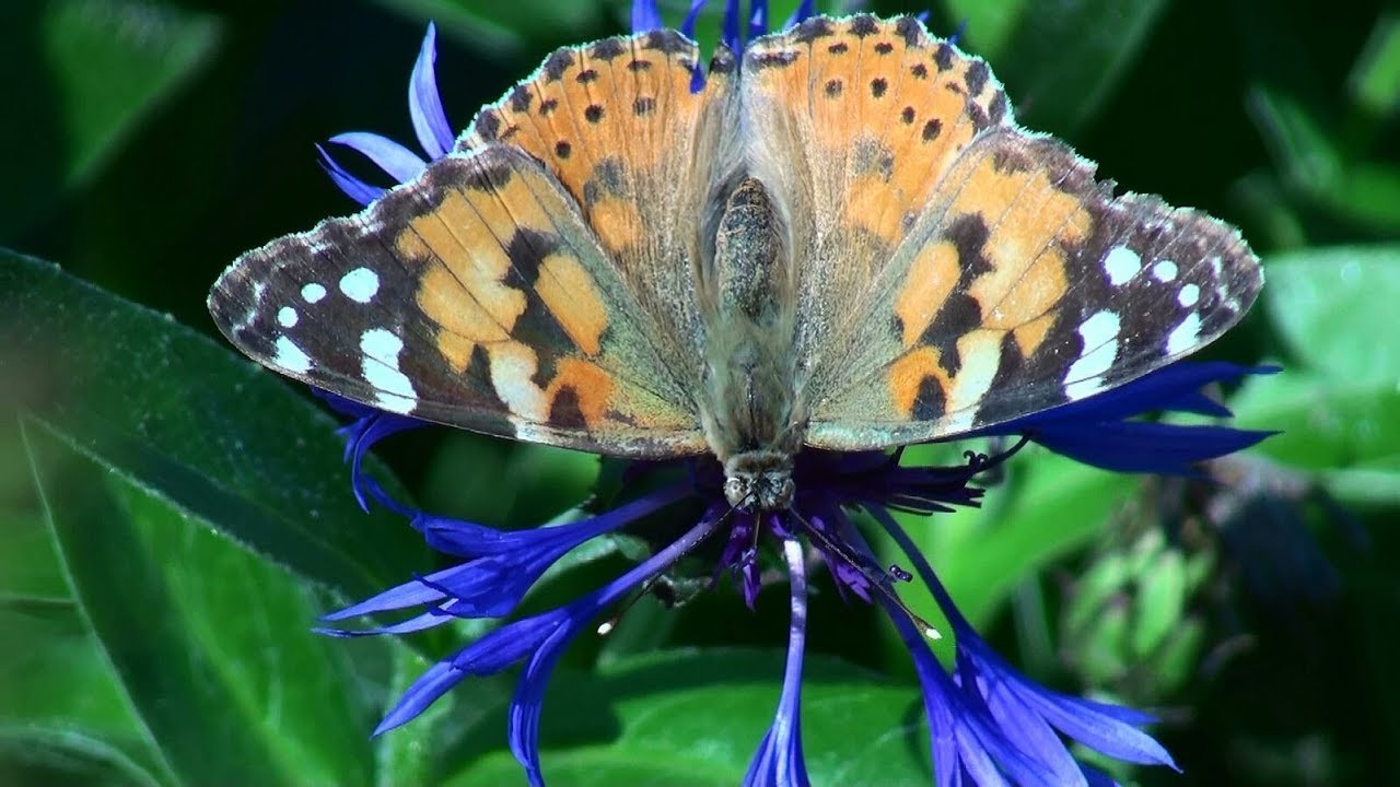 „Frühsommer im Rosenpark am Millstätter See“ (Sony PXW-Z90 4K)