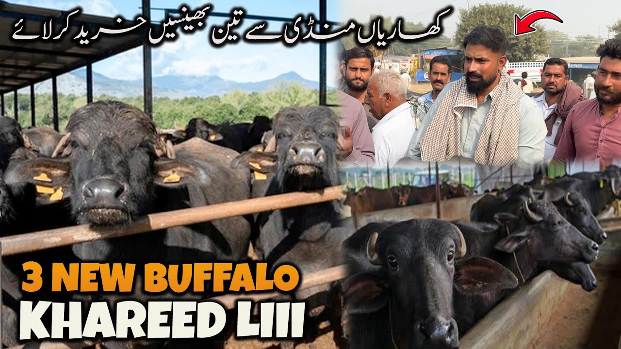 3 NEW BUFFALO KHAREED LII waqar bhinder ❤️❤️