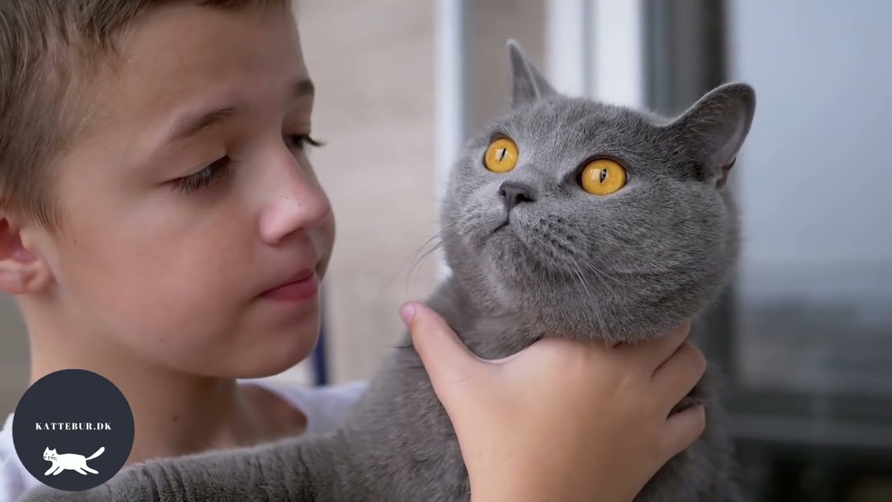 kattebur uge 49 2024 Video Full HD 1920x1080 px