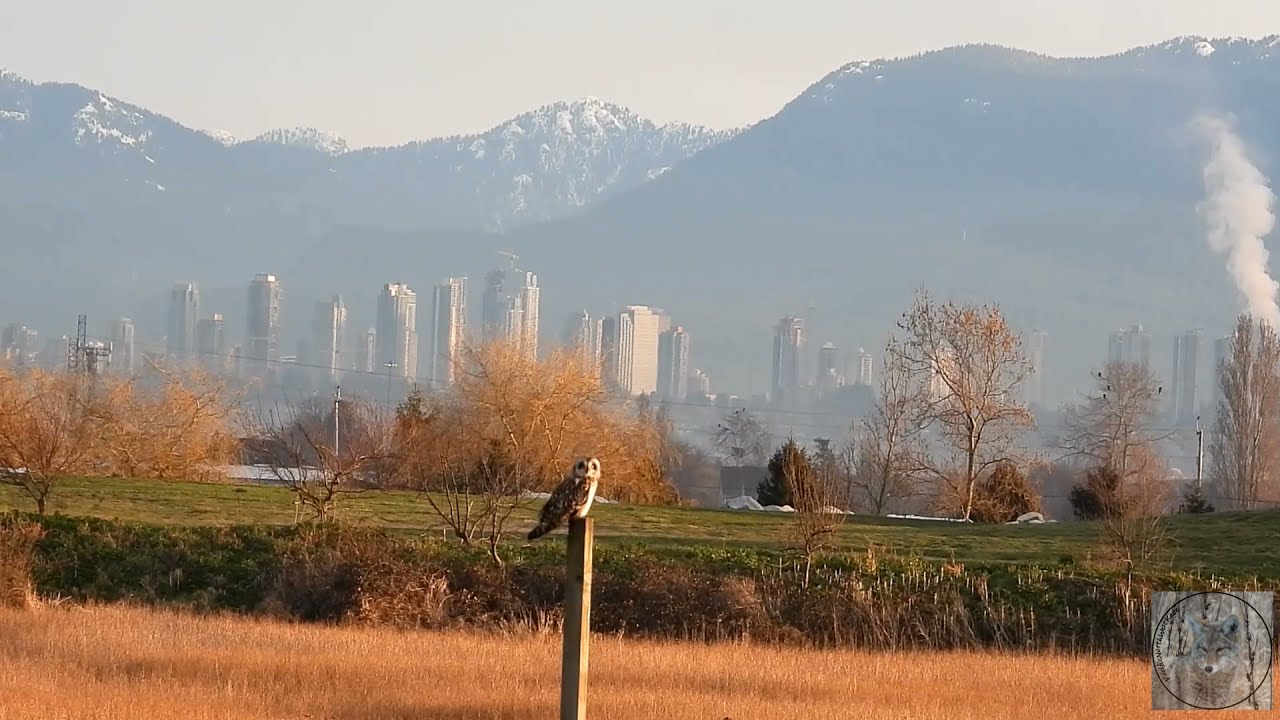 Friday Facts - Short Eared Owls in my Wild Vancouver - narrated by me 😊