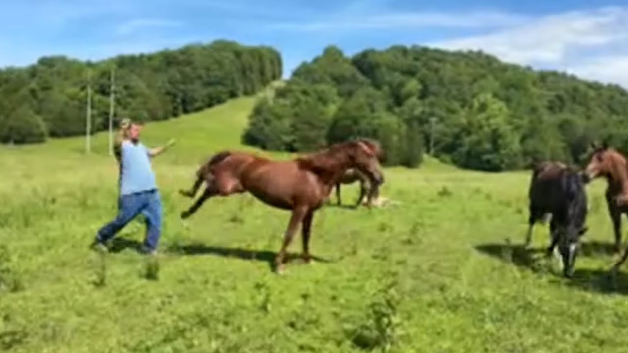 LIVE With Our Horse Herd And THIS HAPPENED….