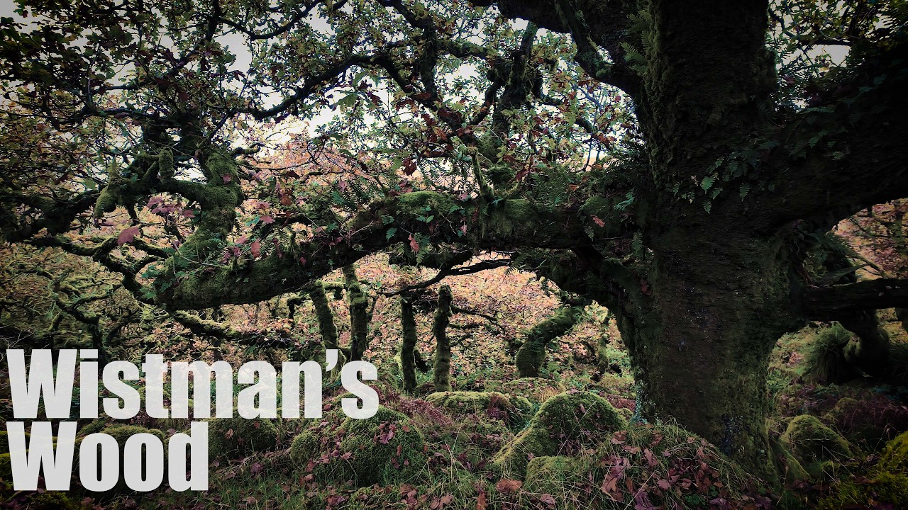 The Strange Mystery of Wistmans Wood