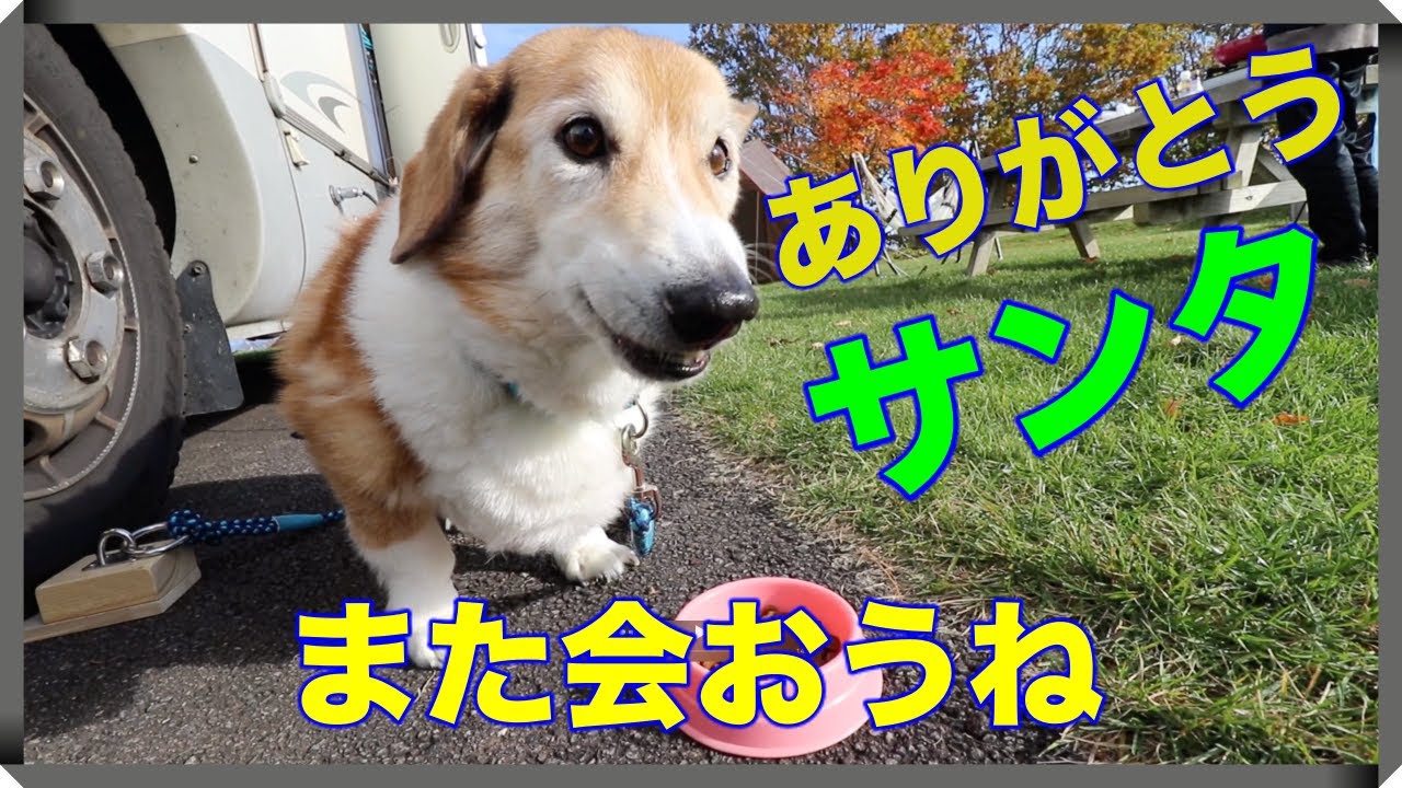 コーギー 【 涙の別れ 】  サンタくん15年間ありがとう　そしてまた会おうね　絶対に見つけるから