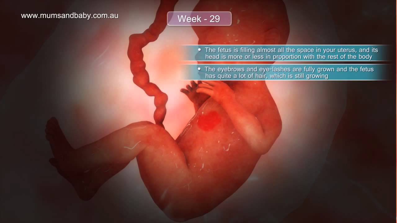 Pregnancy Week  29 www.mumsandbaby.com