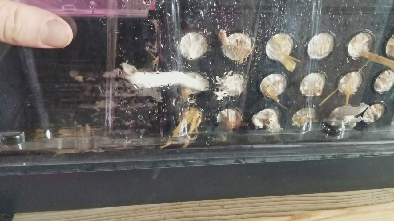Indoor Oyster Mushroom failure!