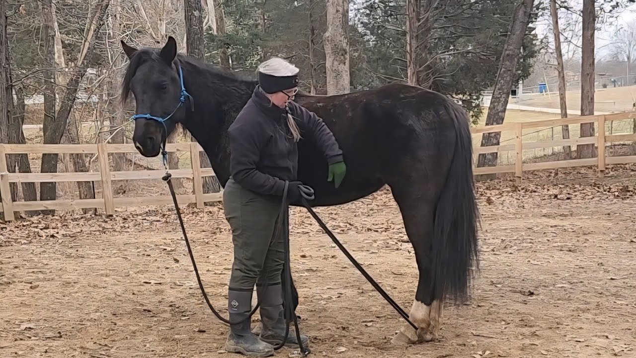 Handling Midnight's Back Feet #hooserhorsemanship #rockymountain #horsetraining #backfeet 🏇🐴
