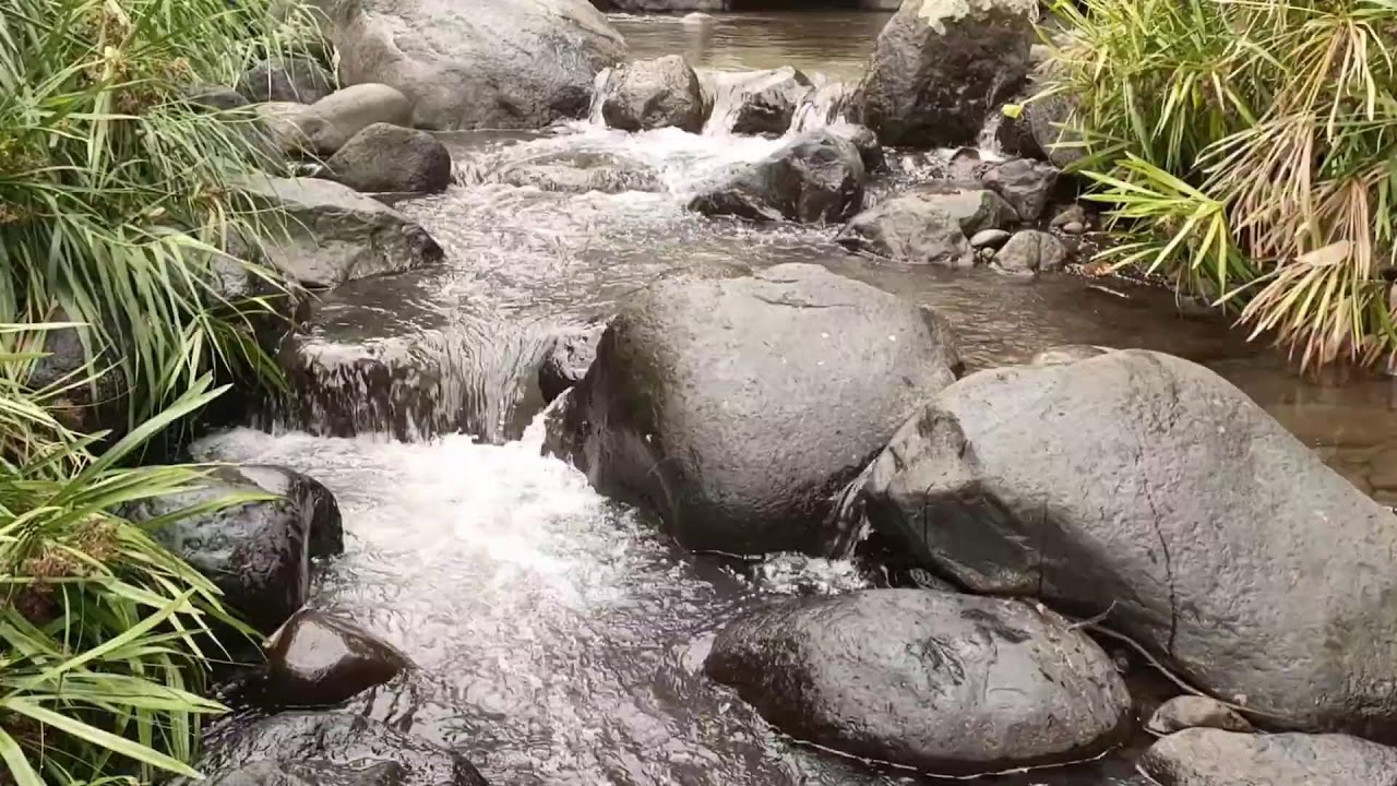 Forest River, Relaxing Nature Sounds l Sleep, Relax and Study Focus