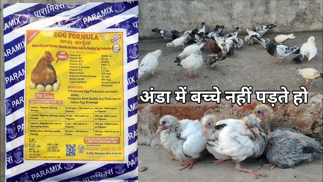 Egg Formula🐣 #pigeon #breeding  #breedingprogress #eggformula #egg #akash #vlogs #birds #pets #vlog 
