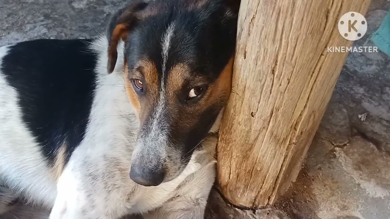 เรื่อง ฉันอยู่บ้านกับหมา