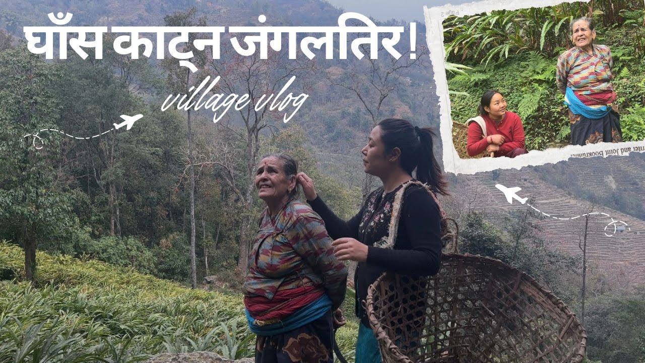 घर पुगेर, आमा संग घास 🍀 काट्न लागियो है जंगल तीर !  (तेह्रथुम, फेदाप, गैरीगाउ)  Part - 1 