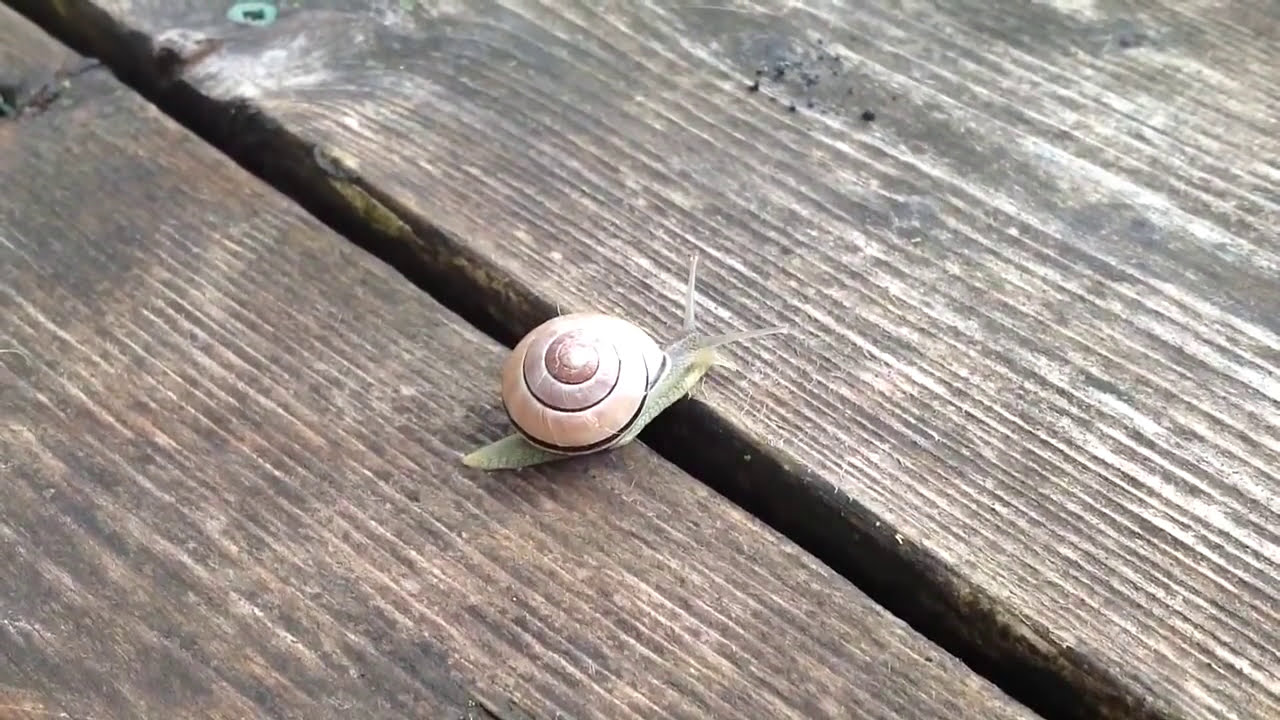The most boring video in the world.  The snail.