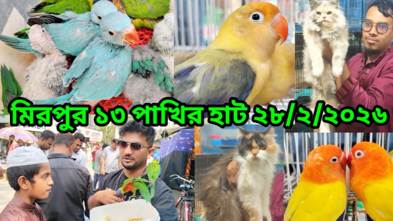 Cat price in Bangladesh | Mirpur 13 Pakhir hat | টিয়া পাখির বাচ্চার দাম কত | মিরপুর পাখির হাট 