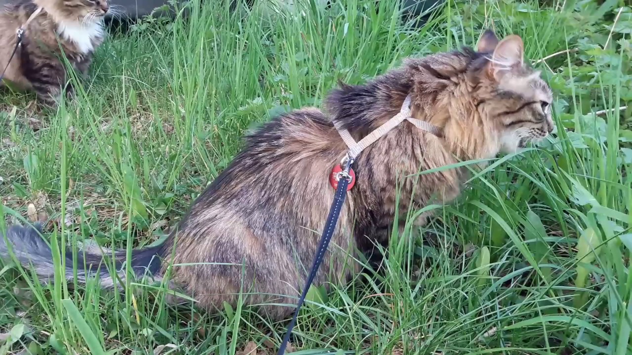 Mit Katzen Gassi gehn ?!! | Anna Cash