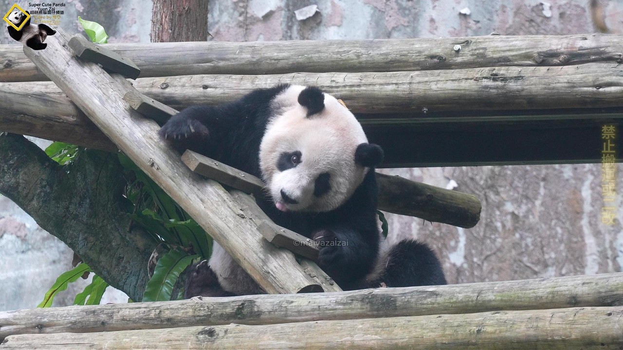 20260308 圓仔棲架維護監工，定期巡檢家中各項設備穩固性 The Giant Panda Yuan Zai