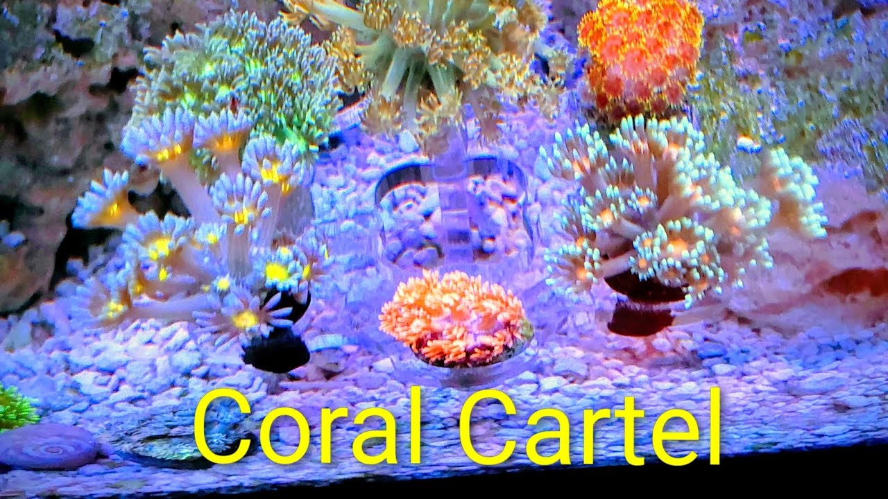 Aquascaping ledges to make room for more corals in reef tank. Plus more corals 