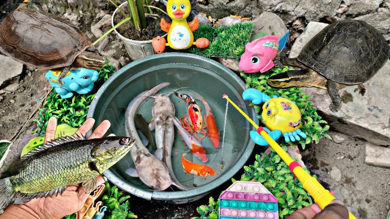 Mancing ikan hias, ikan lele, ikan koi, ikan betok, ikan sepat, kura kura, kepiting