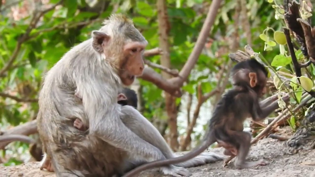 Cute little monkey walking / Cute Macaque