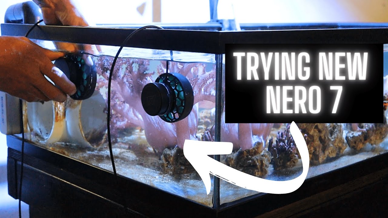 Let’s talk AI Nero! Checking out the Nero 7 and comparing the Nero 5 and Nero 3!
