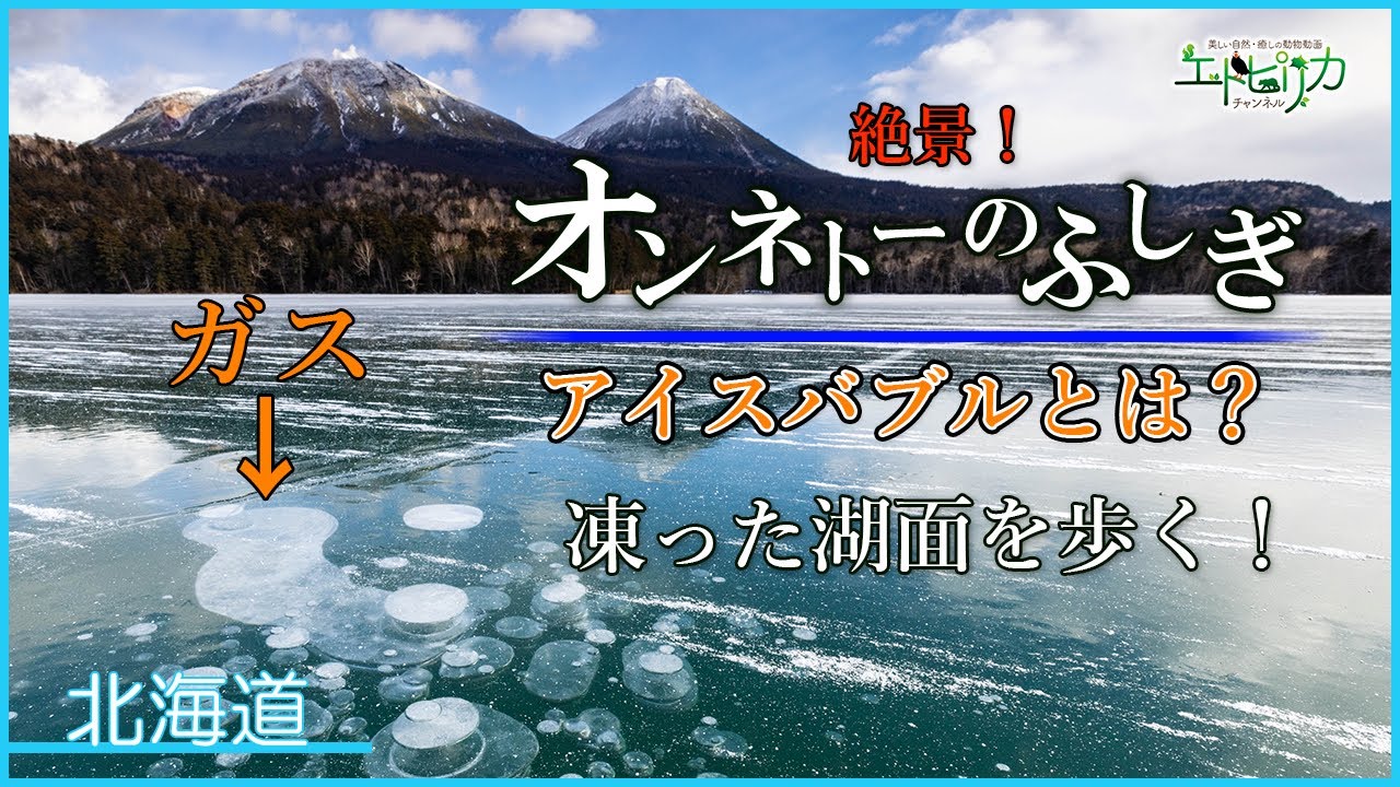 【オンネトーのふしぎ】冬のオンネトー！アイスバブルを探す！氷の上を歩きます！フロストフラワーも見ることができます！