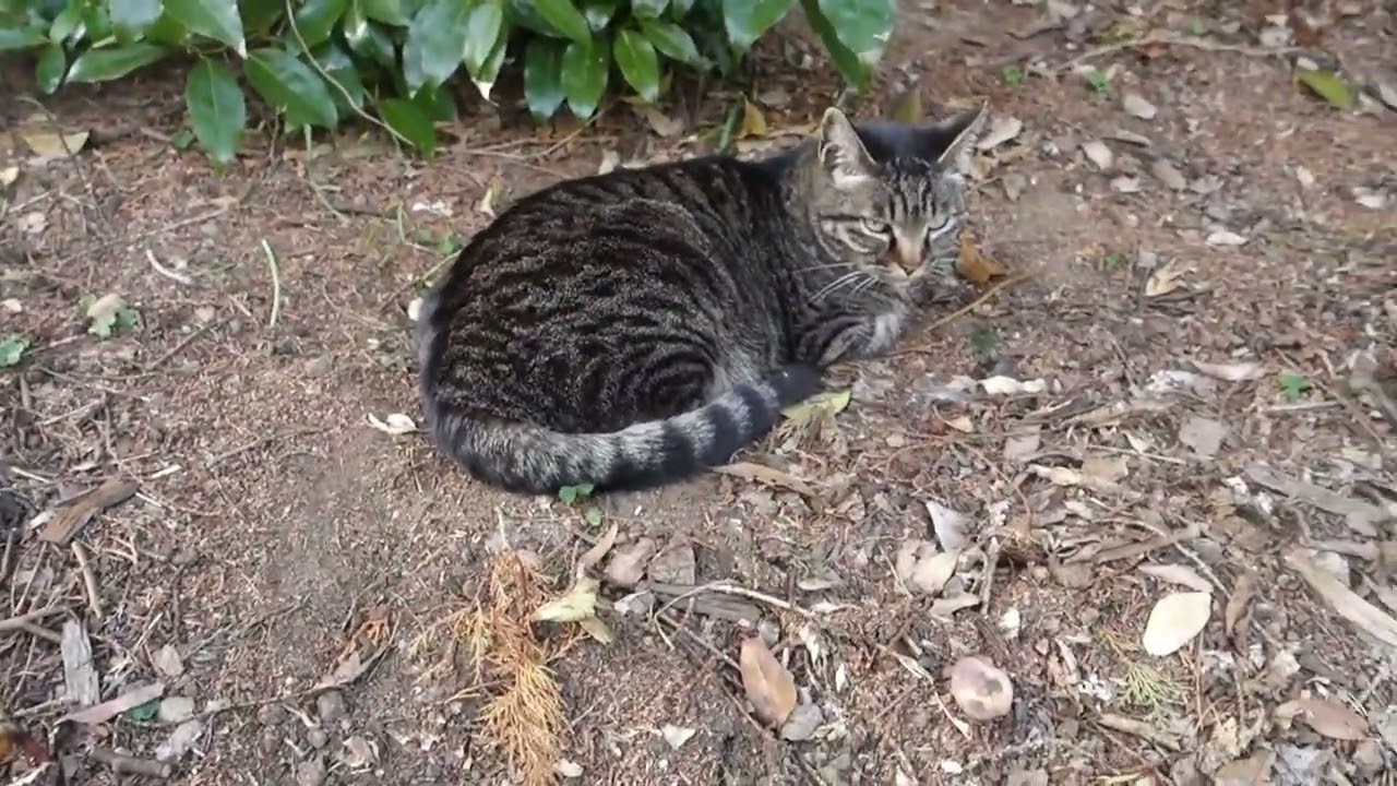 【Cat Video】 meowmeow Happy #cat  #cats  #cute