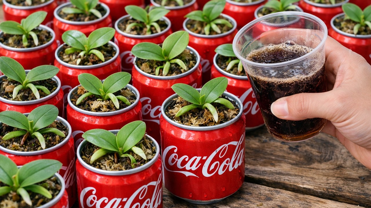 Does Coca-Cola Really Help Orchids Root? Detailed Instructions on How to Do It at Home