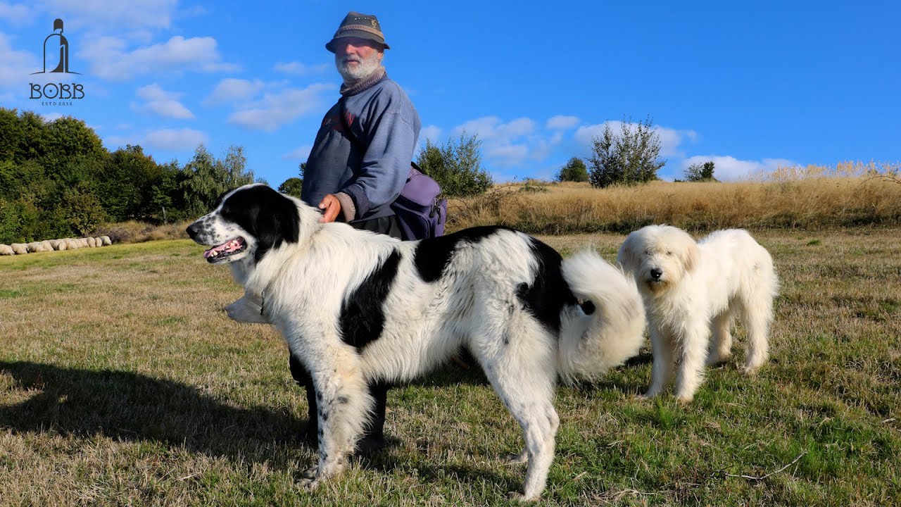 BADEA NELU LA 73 DE ANI, CE TREBUIE SĂ FACI CA SĂ AI OI BUNE SI GRASE?! | NOVAC CÂINE BUN DE LUPI